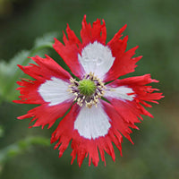 Red Yellow Danish Flag Flower Seeds for Planting  Vibrant Annuals for a Colorful Garden