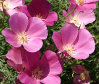California Purple Gleam Poppy Seeds for Vibrant, Purple Blooms
