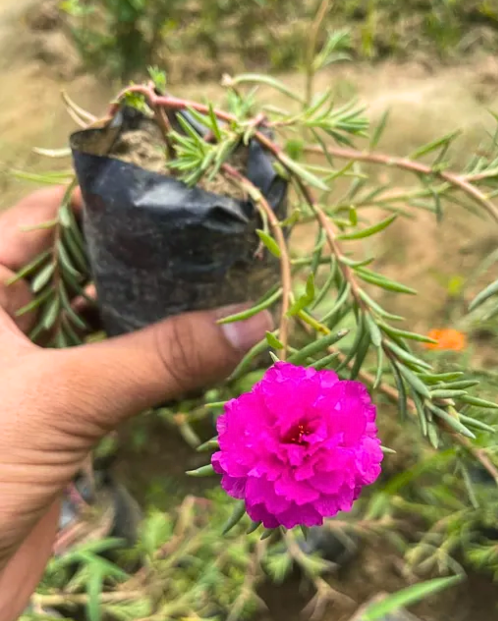 Pink Portulaca Grandiflora Seeds for Planting | Vibrant Annual Flowers