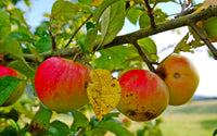 Red & Yellow Apple Fruit Seeds for Easy Planting