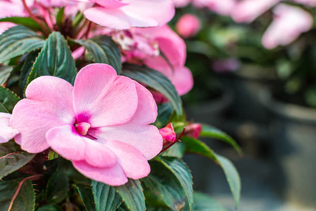 Impatiens Carousel Flower seeds for Planting Shade Tolerant Heirloom & GMO Free Seeds for Home Garden