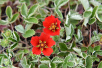 Red Potentilla Atrosanguinea Flower seeds for Planting - Compact Growth, Heirloom & GMO Free Seeds for Home Garden