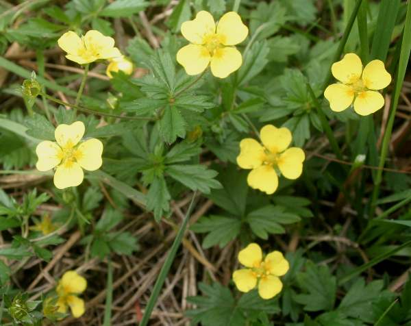 Tormentil Flower seeds for Planting - Fragrant Blossoms, Heirloom & GMO Free Seeds for Home Garden