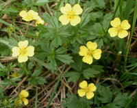 Tormentil Flower seeds for Planting - Fragrant Blossoms, Heirloom & GMO Free Seeds for Home Garden