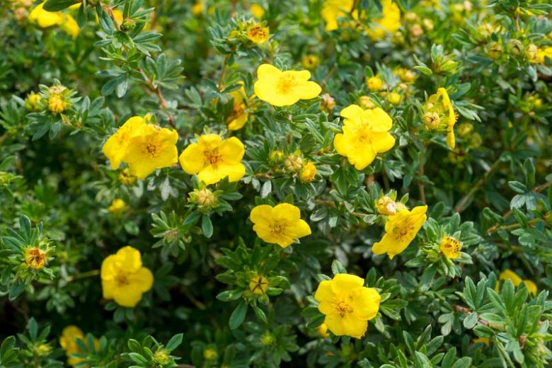 Yellow Cinquefoil Flower seeds for Planting - Easy to Grow, Heirloom & GMO Free Seeds for Home Garden