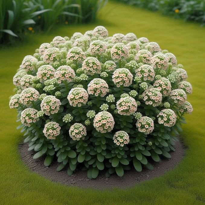 Alyssum Aphrodite Flowers in Pots