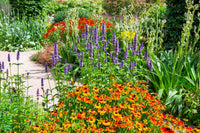Autumn Flowers in Pots