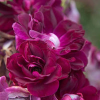 Burgundy Rose Flowers in Pots