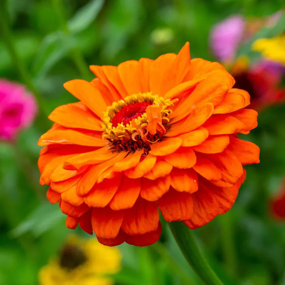 Dark Yellow Zinnia Flowers in Pots