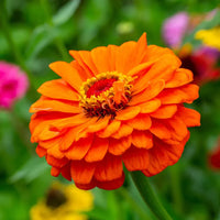 Dark Yellow Zinnia Flowers in Pots