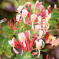 Mixed Honeysuckle Flowers in Pots