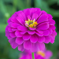 Red Purple Zinnia Flowers in Pots