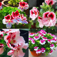 Red White Univalve Geranium Flowers in Pots
