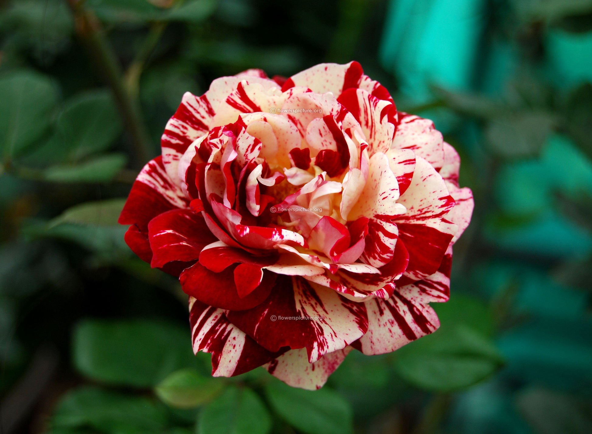 Strip Shrub Rose Growing in Pots