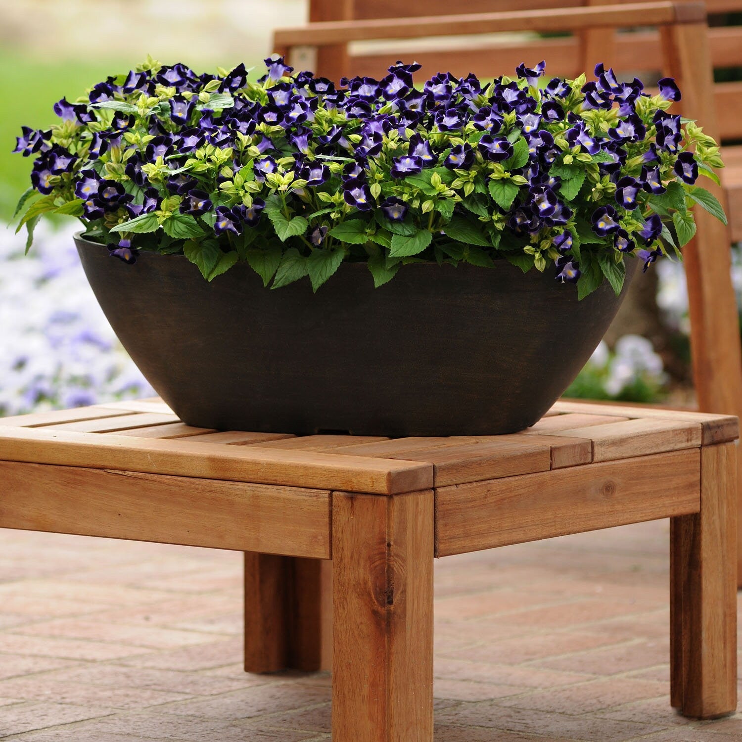 Torenia Kauai Flowers in Pots