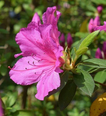 Violet Azalea Flowers in Pots