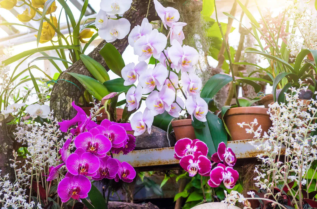 Potted Black and White Phalaenopsis Orchid