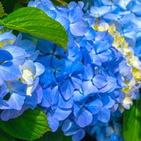 Potted Blue Hydrangea Plants