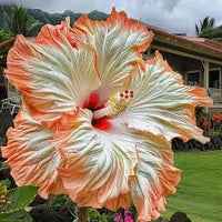 Potted Brown Orange Hibiscus Flower Plant
