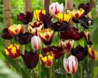 Potted Burgundy Tulip Plants