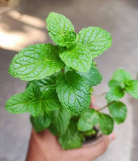 Green mint plant growing in small pot