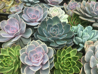 Potted Green Succulent Flower Plant