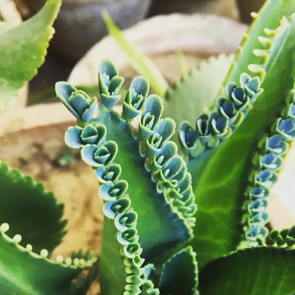 Potted Kalanchoe Green Succulent