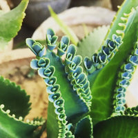 Potted Kalanchoe Green Succulent