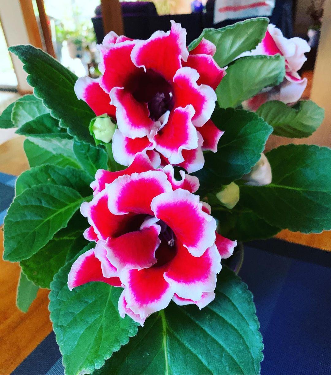 Red and White Gloxinia Flowers in Pots