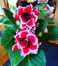 Red and White Gloxinia Flowers in Pots