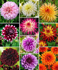 Summer Blooming Sea Green Dahlia Flowers