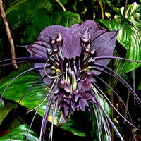 Tiger Orchid Plants Growing in Pots