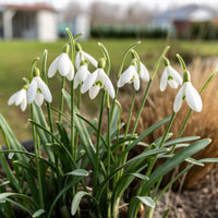 White Snowdrop Flower seeds for Planting - Long Bloom Season, Heirloom & GMO Free Seeds for Home Garden
