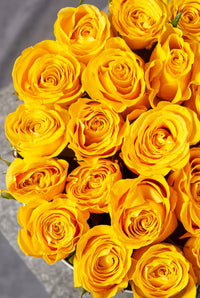 Potted Yellow Roses in Full Bloom