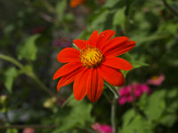 Mexican SunFlower seeds for Planting Premium Quality Heirloom & GMO Free Seeds for Home Garden