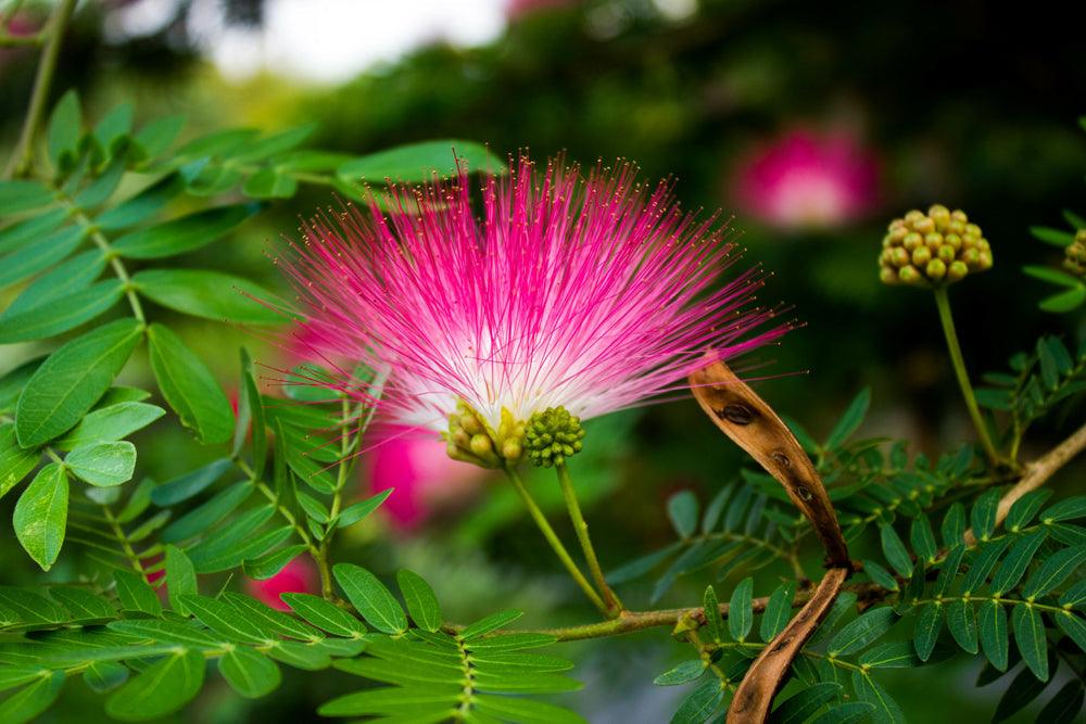 Powder Puff Plant Fresh Blooming Flower Seeds for Planting – Heirloom, Non-GMO, Drought Tolerant Garden Seeds