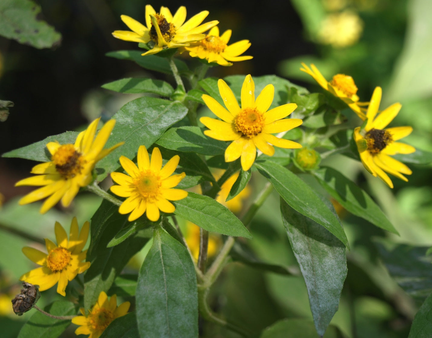 Melampodium Paludosum Flower seeds for Planting Long Bloom Season Heirloom & GMO Free Seeds for Home Garden