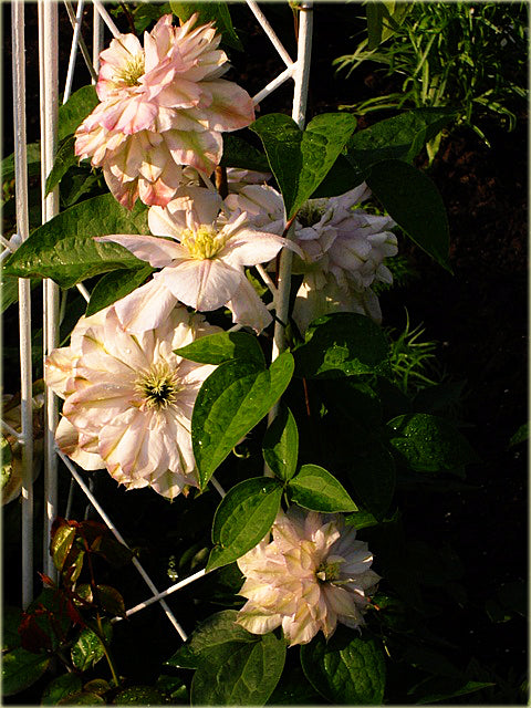 Peach Clematis Flower seeds for Planting - Colorful Display, Heirloom & GMO Free Seeds for Home Garden