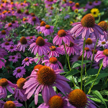 ConeFlower seeds for Planting Seasonal Bloomer Heirloom & GMO Free Seeds for Home Garden