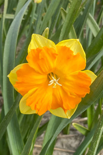 Yellow Orange Daffodil Flower Seeds Cut Flower Favorite Heirloom & GMO Free Seeds for Home Garden
 
 Sale