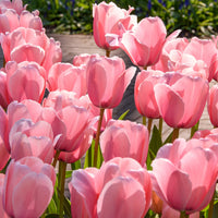 Tulip Flower seeds for Planting Long Bloom Season Heirloom & GMO Free Seeds for Home Garden
