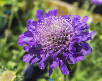 Purple Pincushion Flower seeds for Planting - Cottage Garden Essential, Heirloom & GMO Free Seeds for Home Garden