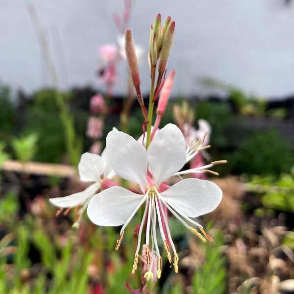 White Lindheimeri Flower seeds for Planting - Sun Loving, Heirloom & GMO Free Seeds for Home Garden
