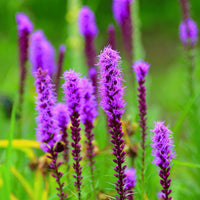 Liatris Flower Seeds for Planting  Vibrant Perennial Blooms