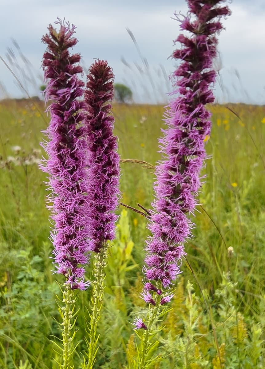 Prairie Blazing Star Flower seeds for Planting Sun Loving Heirloom & GMO Free Seeds for Home Garden