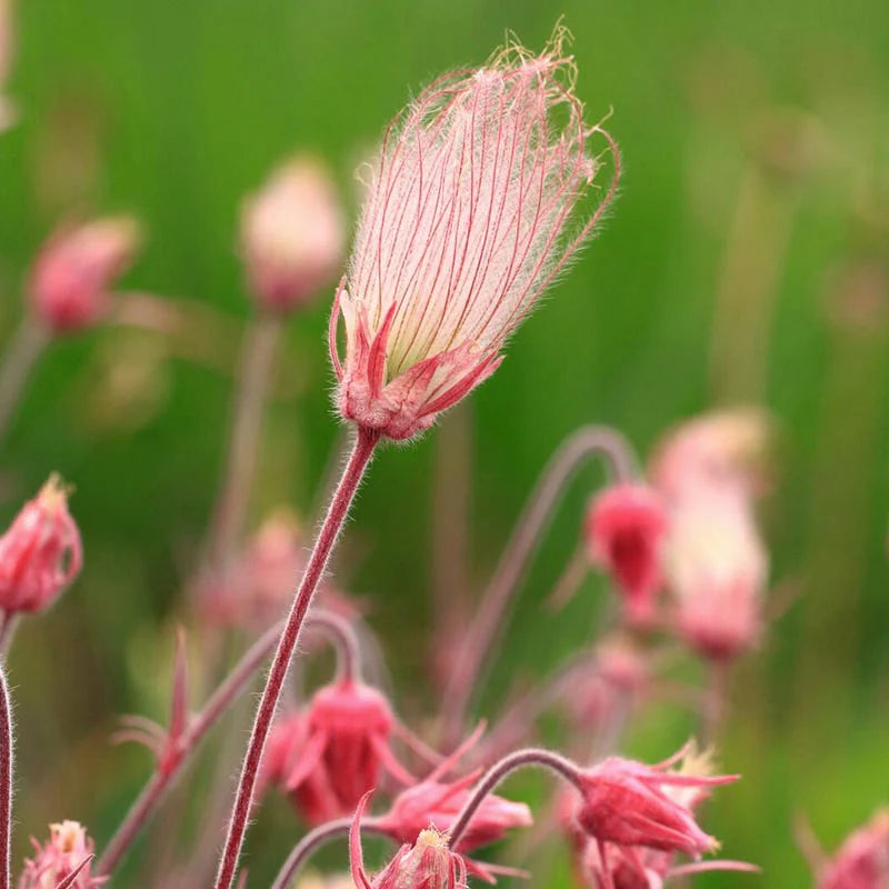 Smoke Flower seeds for Planting Garden Favorite Heirloom & GMO Free Seeds for Home Garden 
 
 Sale