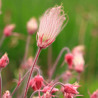 Smoke Flower seeds for Planting Garden Favorite Heirloom & GMO Free Seeds for Home Garden 
 
 Sale