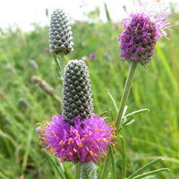 Planting Dalea Purpurea Seeds for Stunning Purple Flowers
