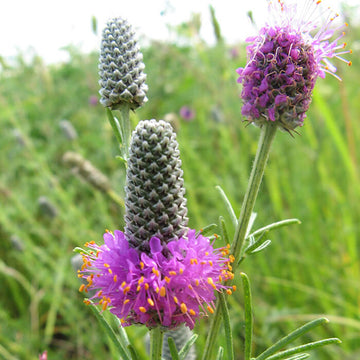 Planting Dalea Purpurea Seeds for Stunning Purple Flowers