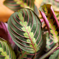 Maranta Leuconeura - Flower seeds for Planting - Compact Growth, Heirloom & GMO Free Seeds for Home Garden